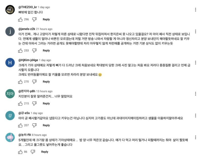 THE ZOO COMMENT